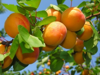 Fruits