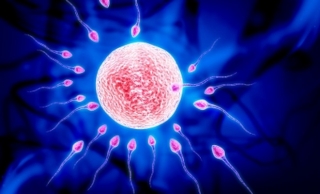Reproductive specialists