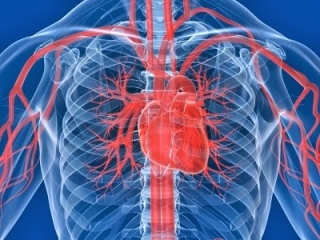 Vascular surgeons
