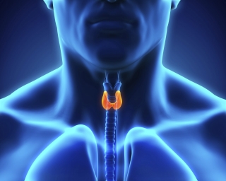 Endocrine surgeons