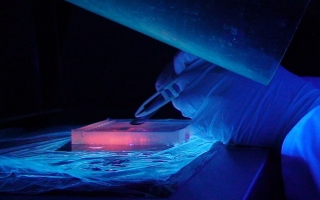 Pathologists