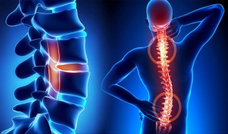 Vertebrologists