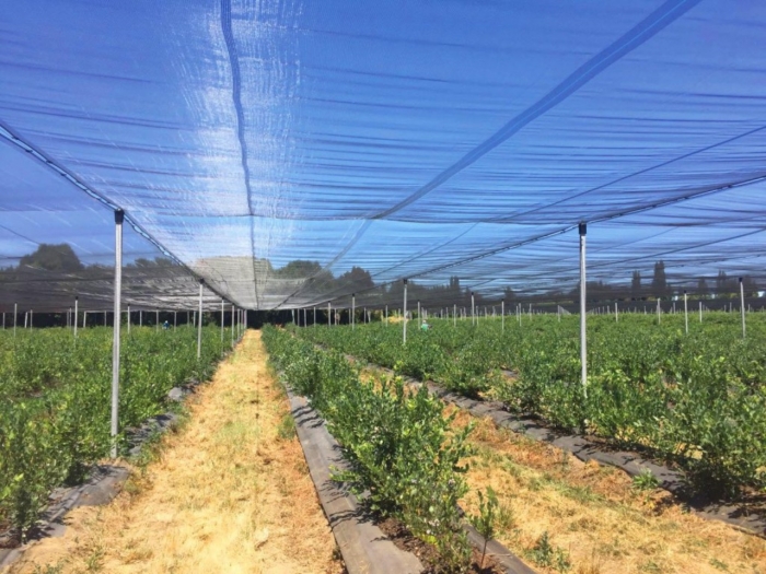 Best anti-hail nets in Armenia, Georgia and Caucasus region